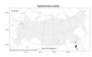 Hydrocharis dubia (Blume) Backer, Атлас флоры России (FLORUS) (Россия)