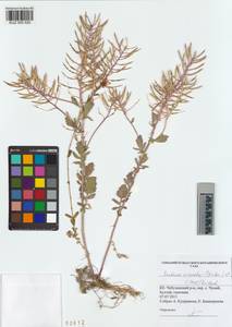 KUZ 005 520, Сурепка дуговидная (Opiz ex J.Presl & C.Presl) Rchb., Сибирь, Алтай и Саяны (S2) (Россия)