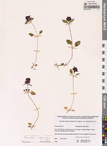 Черноголовка обыкновенная L., Сибирь, Чукотка и Камчатка (S7) (Россия)