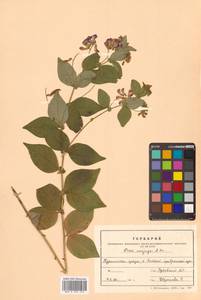 Горошек однопарный A.Braun, Сибирь, Дальний Восток (S6) (Россия)