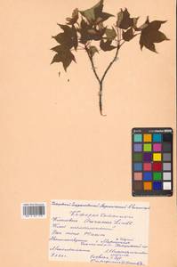 Клен моно, Клен мелколистный (Maxim.) H.Ohashi, Сибирь, Дальний Восток (S6) (Россия)