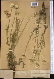 Наголоватка железистоплодная Schrenk, Средняя Азия и Казахстан, Муюнкумы, Прибалхашье и Бетпак-Дала (M9) (Казахстан)