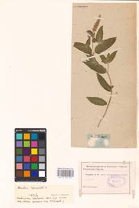 MHA 0 158 337, Мята длиннолистная (L.) L., Восточная Европа, Северо-Западный район (E2) (Россия)