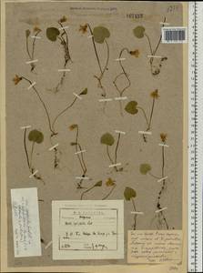 Фиалка лысая Ledeb., Восточная Европа, Северо-Западный район (E2) (Россия)