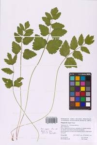 Бедренец большой (L.) Huds., Восточная Европа, Северо-Западный район (E2) (Россия)