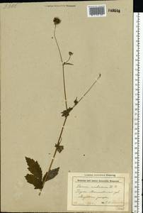 Гравилат городской L., Восточная Европа, Белоруссия (E3a) (Белоруссия)