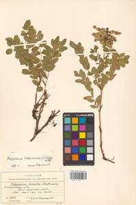 Копеечник копеечниковый (L.) Schinz & Thell., Сибирь, Дальний Восток (S6) (Россия)