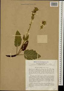 Salvia staminea Montbret & Aucher ex Benth., Кавказ, Грузия (K4) (Грузия)
