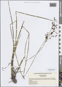 Ситник черный Krock., Восточная Европа, Средневолжский район (E8) (Россия)