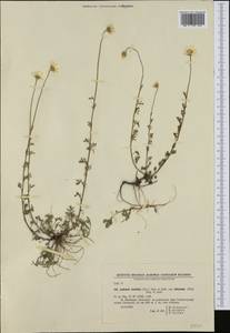 Anthemis cretica subsp. tenuiloba (DC.) Grierson, Западная Европа (EUR) (Болгария)