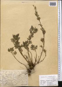 Artemisia stechmanniana Besser, Средняя Азия и Казахстан, Западный Тянь-Шань и Каратау (M3) (Киргизия)