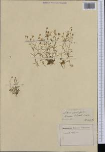 Heliosperma pusillum subsp. pusillum, Западная Европа (EUR) (Франция)