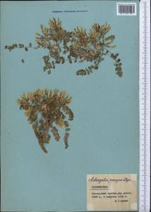 Astragalus pauper Bunge, Средняя Азия и Казахстан, Памир и Памиро-Алай (M2) (Таджикистан)