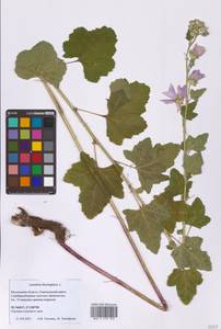 Просвирник тюрингенский, Восточная Европа, Московская область и Москва (E4a) (Россия)