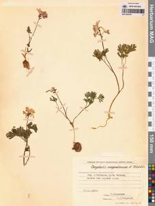 Хохлатка магаданская A.P.Khokhr., Сибирь, Чукотка и Камчатка (S7) (Россия)