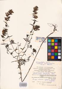 MHA 0 162 070, Rhinanthus serotinus var. vernalis (N. W. Zinger) Janch., Восточная Европа, Центральный район (E4) (Россия)