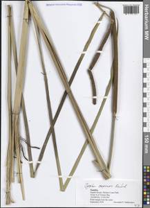 Typha capensis (Rohrb.) N.E.Br., Африка (AFR) (Намибия)