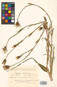 Козлобородник луговой L., Восточная Европа, Латвия (E2b) (Латвия)