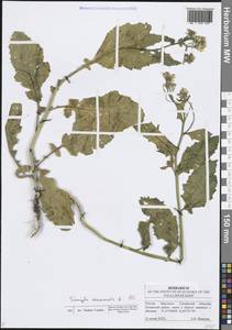 Rhamphospermum arvense (L.) Andrz. ex Besser, Восточная Европа, Средневолжский район (E8) (Россия)
