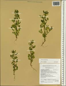 Ononis viscosa subsp. sicula (Guss.)Hub.-Mor., Зарубежная Азия (ASIA) (Кипр)