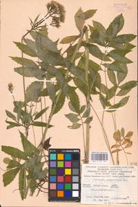 Valeriana excelsa subsp. sambucifolia (J. C. Mikan ex Pohl) Holub, Восточная Европа, Западно-Украинский район (E13) (Украина)