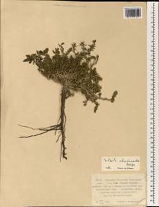Oreosalsola abrotanoides (Bunge) Akhani, Зарубежная Азия (ASIA) (КНР)
