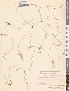 Лютик распростертый, Лютик стелющийся L., Сибирь, Чукотка и Камчатка (S7) (Россия)