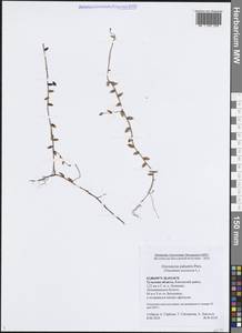 Клюква болотная, Клюква обыкновенная L., Восточная Европа, Центральный район (E4) (Россия)