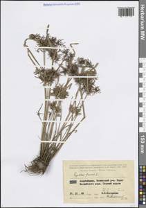 Сыть бурая L., Кавказ, Азербайджан (K6) (Азербайджан)