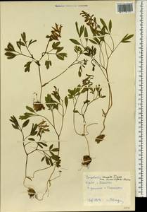 Corydalis turtschaninovii subsp. turtschaninovii, Зарубежная Азия (ASIA) (КНДР)