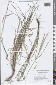 Andropogon distachyos L., Зарубежная Азия (ASIA) (Турция)