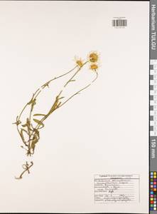 Нивяник обыкновенный, Поповник Lam., Восточная Европа, Центральный район (E4) (Россия)