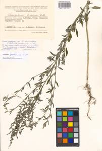 Chenopodium pratericola Rydb., Восточная Европа, Московская область и Москва (E4a) (Россия)