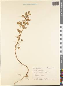 Magnoliopsida, Австралия и Океания (AUSTR) (Самоа)