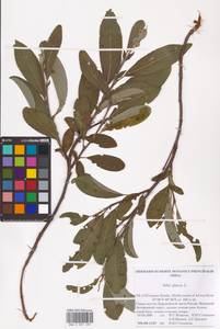 Ива сизая L., Восточная Европа, Северный район (E1) (Россия)