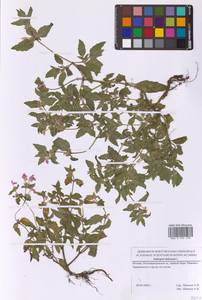 Пикульник ладанниковый L., Восточная Европа, Московская область и Москва (E4a) (Россия)