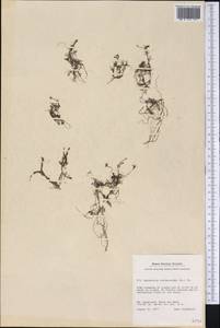 Ranunculus confervoides (Fries) Fries, Америка (AMER) (Гренландия)