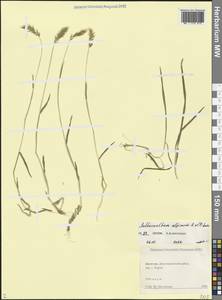 Душистый колосок ниппонский Honda, Кавказ, Дагестан (K2) (Россия)