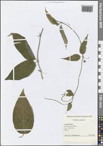 Обвойник греческий L., Кавказ, Азербайджан (K6) (Азербайджан)