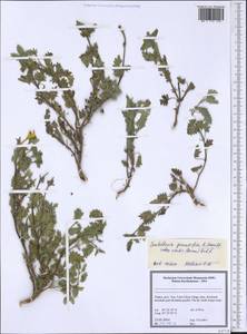 Scutellaria pinnatifida subsp. viridis (Bornm.) Rech.f., Зарубежная Азия (ASIA) (Турция)