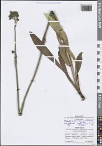 Pilosella echioides subsp. echioides, Восточная Европа, Средневолжский район (E8) (Россия)