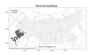 Veronica austriaca, Вероника австрийская L., Атлас флоры России (FLORUS) (Россия)