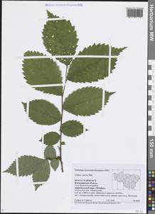 Вяз гладкий, Вяз обыкновенный Pall., Восточная Европа, Центральный район (E4) (Россия)