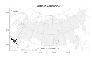 Althaea cannabina, Алтей коноплевый L., Атлас флоры России (FLORUS) (Россия)