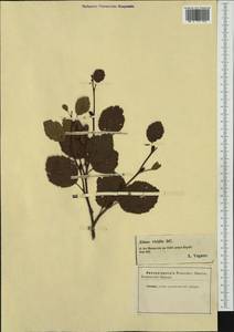 Alnus alnobetula subsp. alnobetula, Западная Европа (EUR) (Румыния)