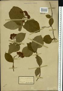 Калина гордовина L., Восточная Европа, Южно-Украинский район (E12) (Украина)