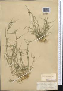 Sporobolus aculeatus (L.) P.M.Peterson, Средняя Азия и Казахстан, Муюнкумы, Прибалхашье и Бетпак-Дала (M9) (Казахстан)