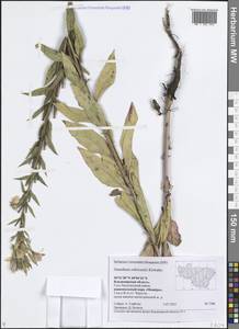 Oenothera × rubricaulis Kleb., Восточная Европа, Центральный район (E4) (Россия)