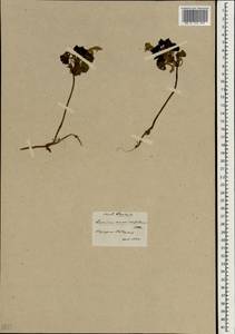 Lamium garganicum subsp. striatum (Sm.) Hayek, Зарубежная Азия (ASIA) (Турция)