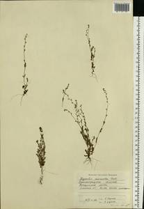 Незабудка прямостоячая Link ex Roem. & Schult., Восточная Европа, Нижневолжский район (E9) (Россия)